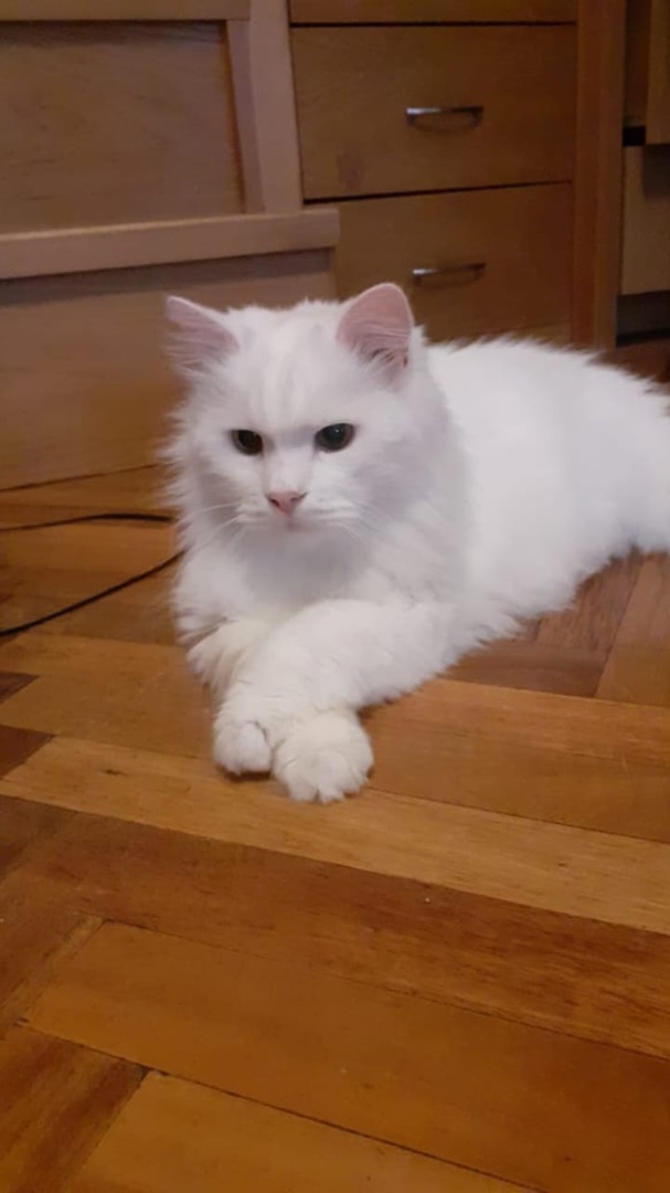 Жил- был кот...