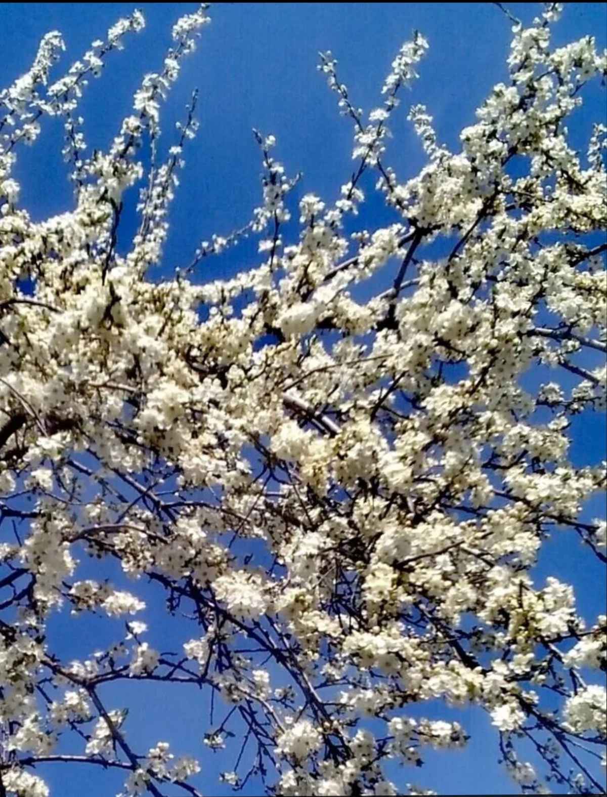 Уснувший сад