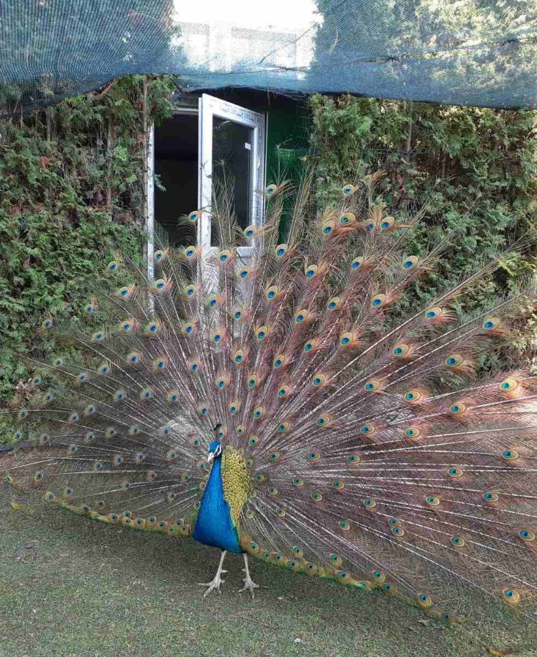 Счастье. Внуку