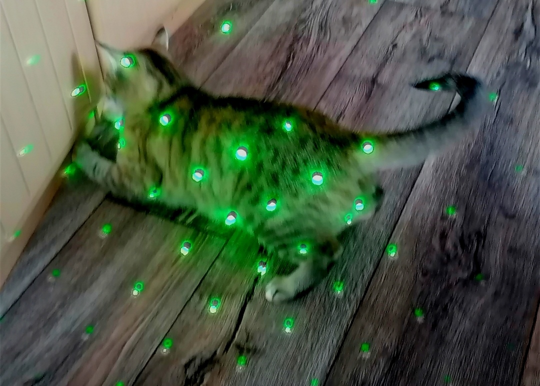 Советы для людей и кошек