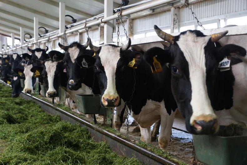 Свободу Удмуртским Коровам!