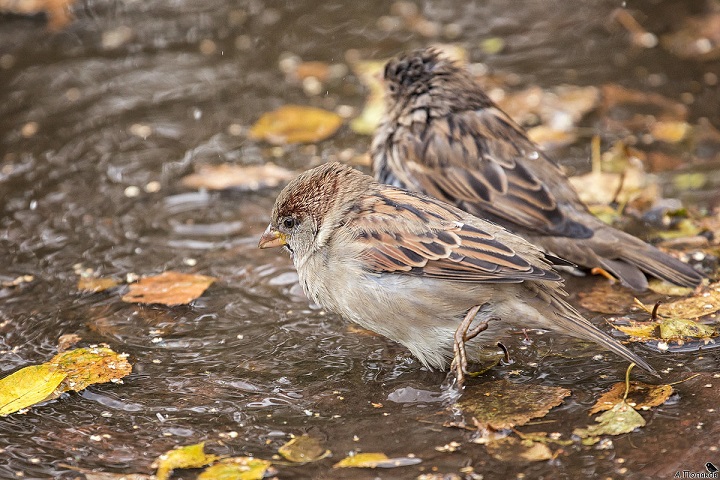 Октябрьское. Юморное