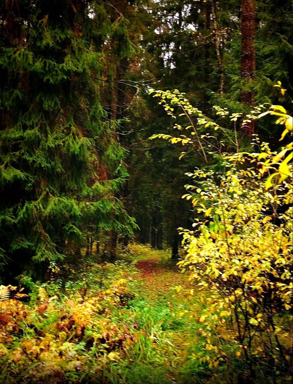 Земной любуюсь красотой