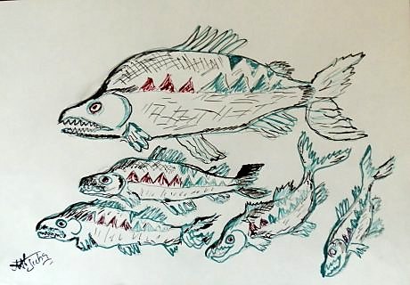 Кета появилась