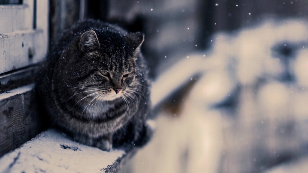 Вот и ноябрь. И снег идёт завесой...