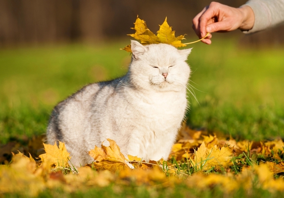 Я купил - ценитель тонкий...