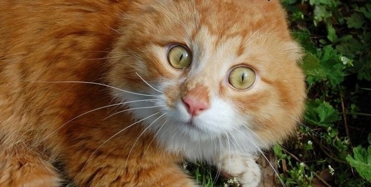 Я пьяный? Да, я пьяный...