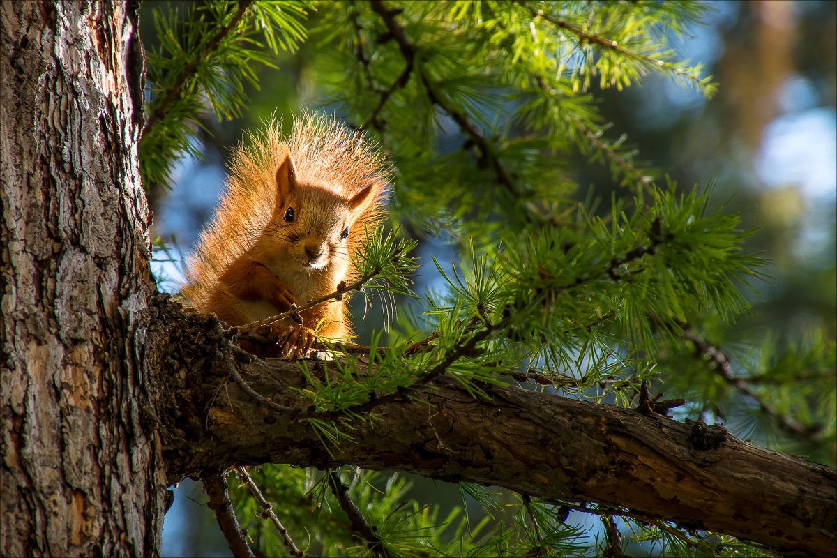 Охотник. Дорога домой. Сказка