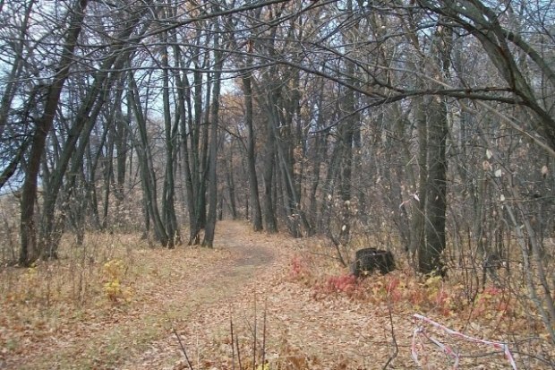 В роще после листопада