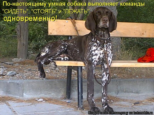 Любит ли хозяина собака?