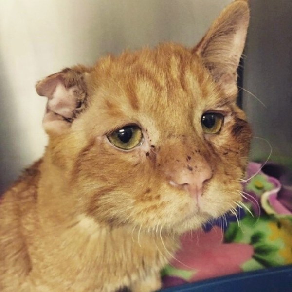 Признаюсь, обильно пива...