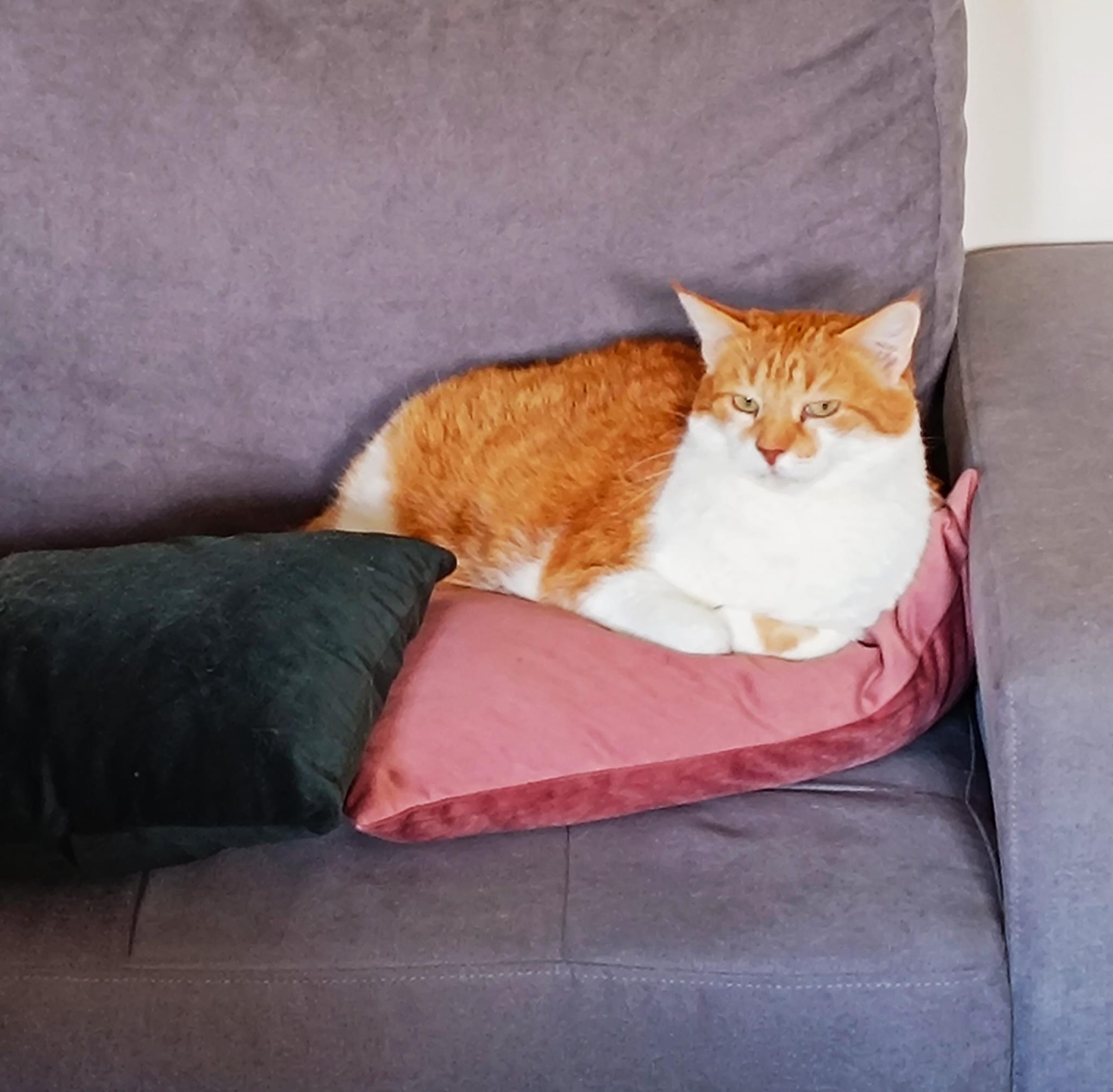 Наши большие кошки