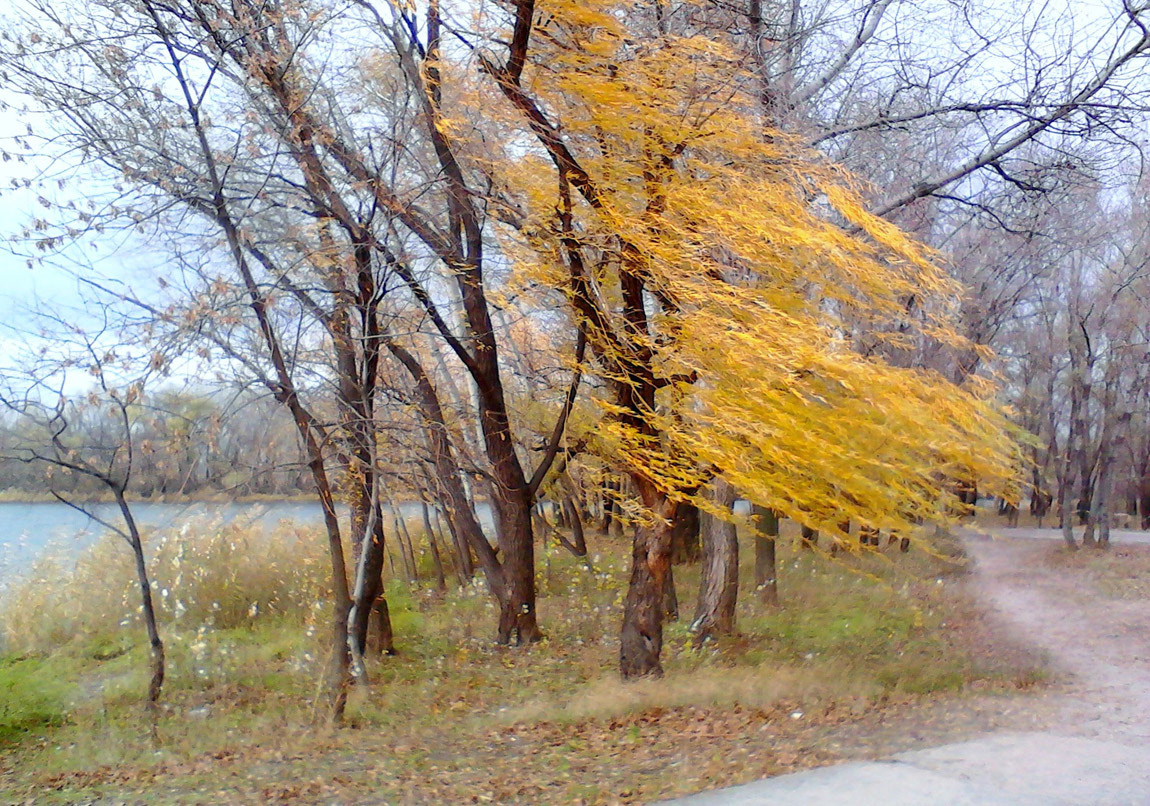 Осиротел пейзаж без листьев