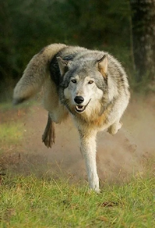 Про понимание