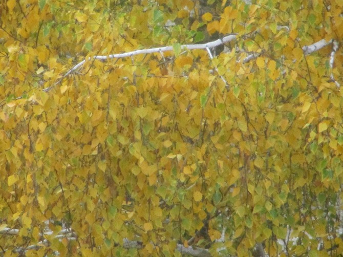 Четверостишия про осень 2025