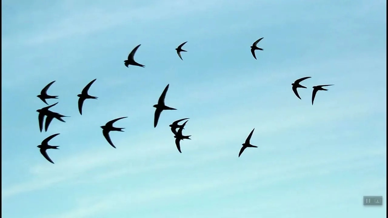 Стрижи улетели