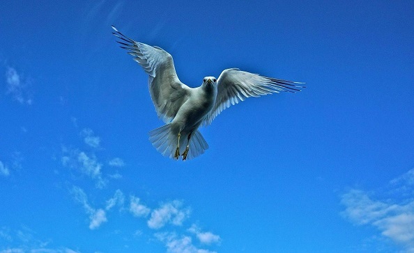 Отпустите на свободу