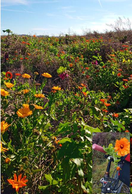 Календула прощается с солнцем Баварии