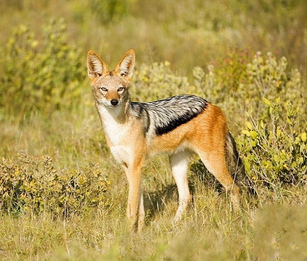 Сказки про шакалов