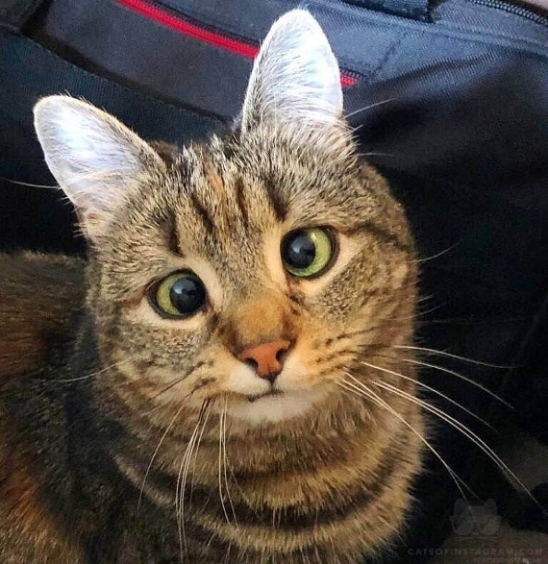 Верлибристы...