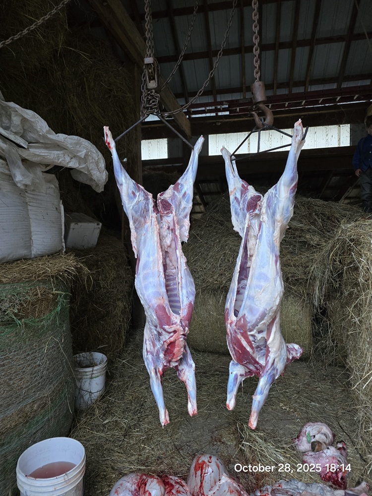 К Амишам за мясом