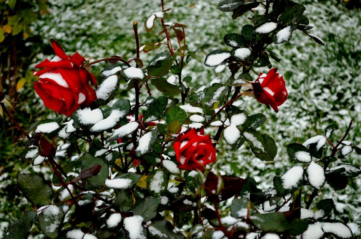 Лето отзвенело...