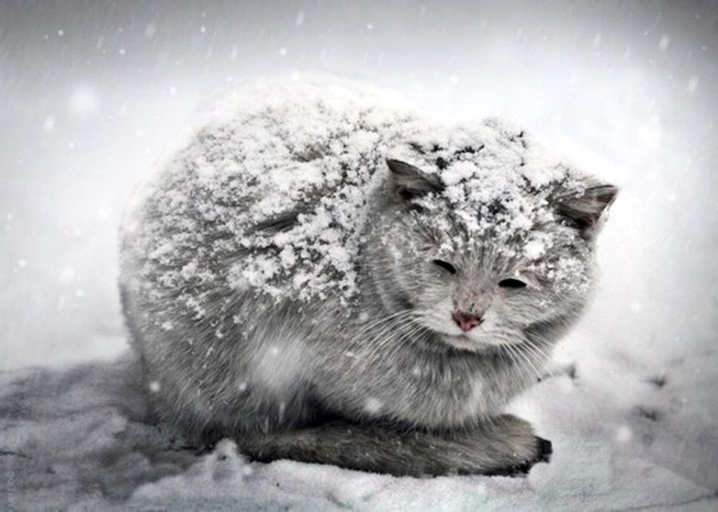 И жду я ветер тёплый с юга...