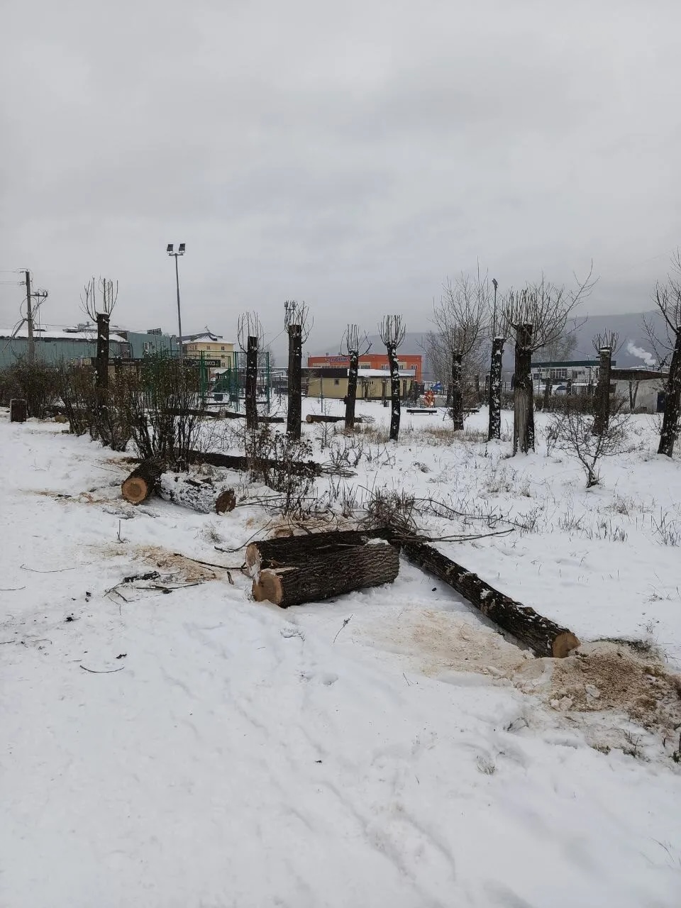 Три стадии распила деревьев и бюджета в Усть-Куте