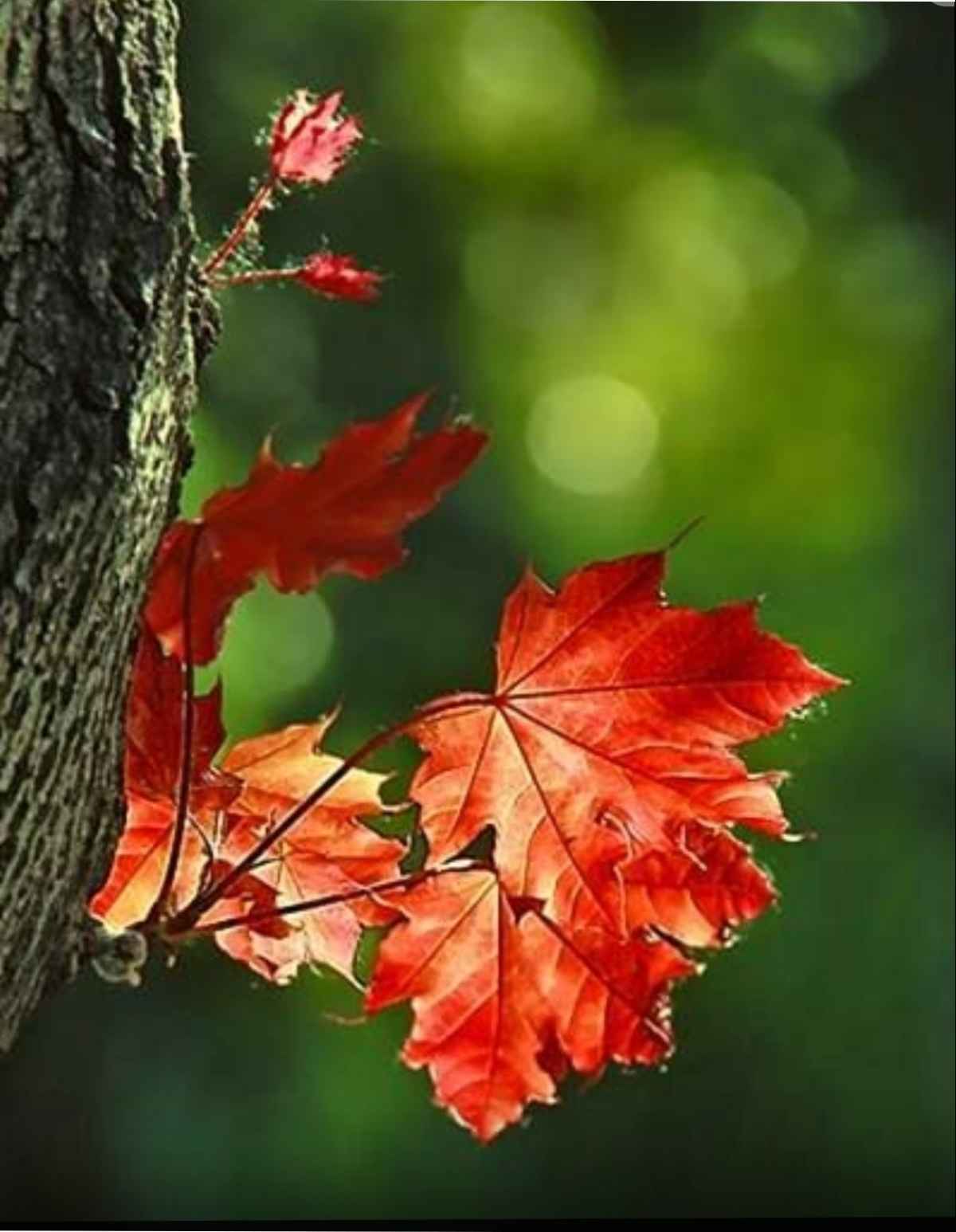 Осенние письма