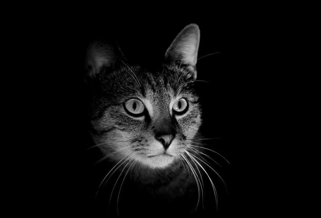 Рифмы глагольные - рифмы опальные...