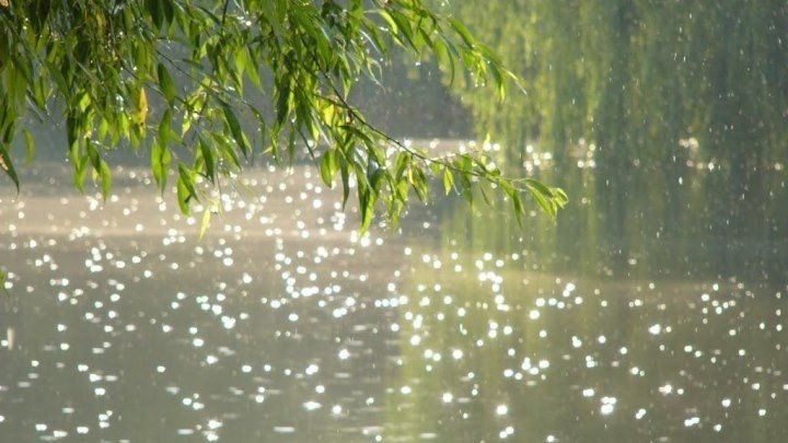 4. 8 Операция Грибарий. Монолог садовника