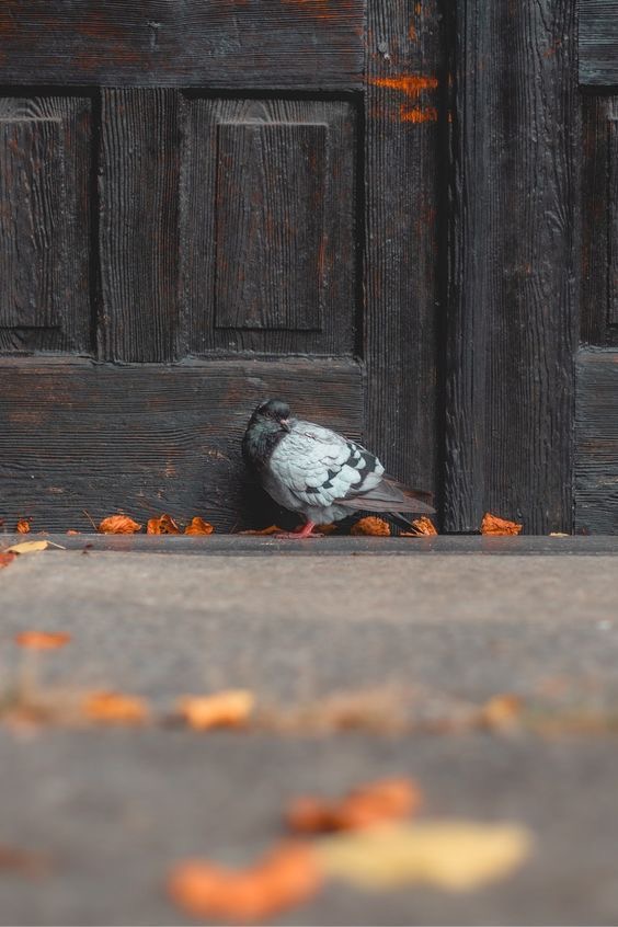 Осколок стаи