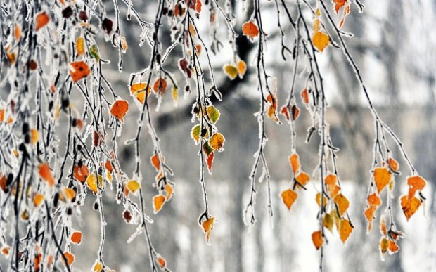 хочется в зиму...