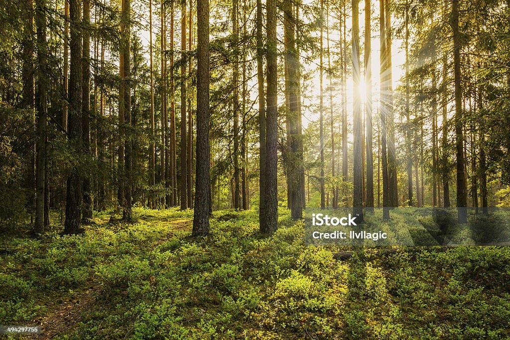 Два друга, егеря, рассказ в стихах