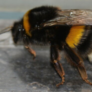 Жизнь таракана Яши в женской голове. 12