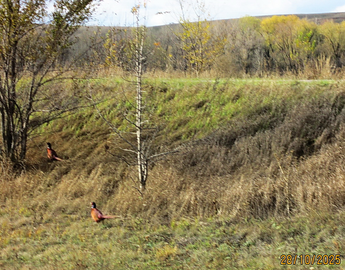 Жаль, что на Дону и дальше вымирают хутора