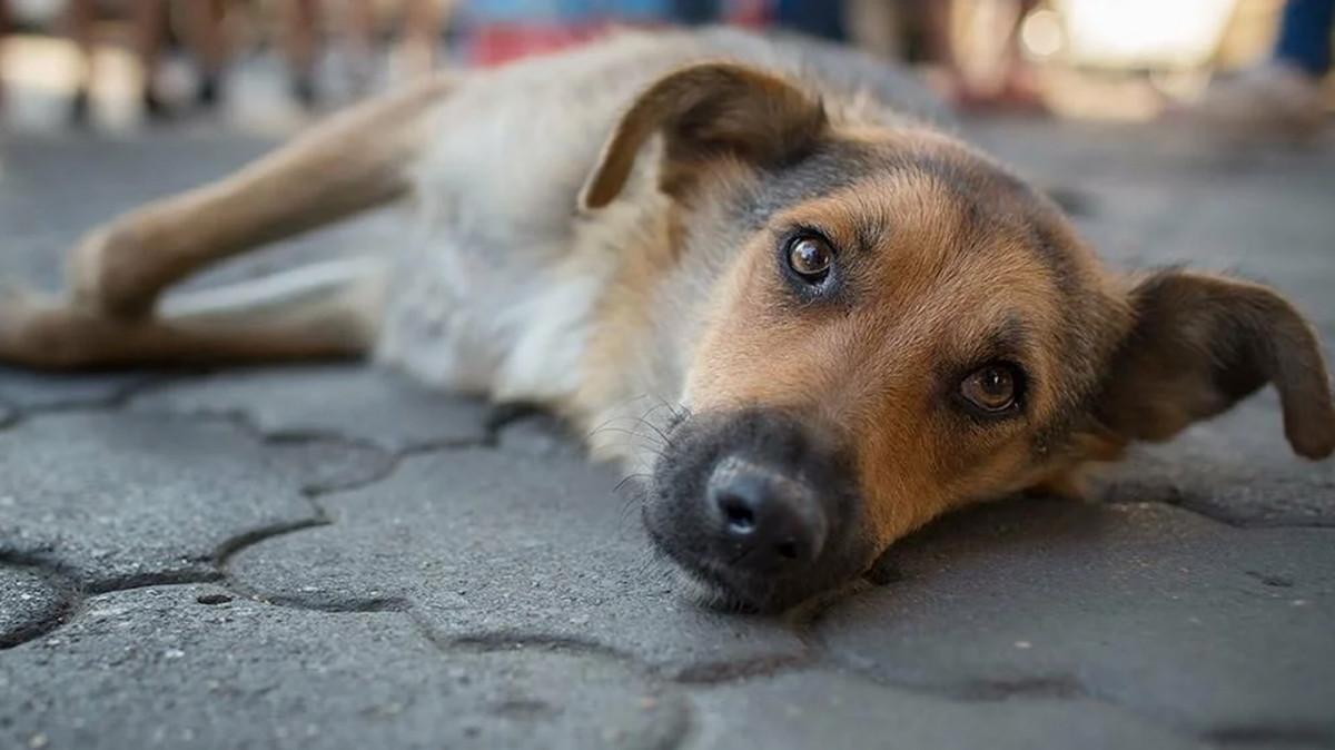 Собака бывает кусачей