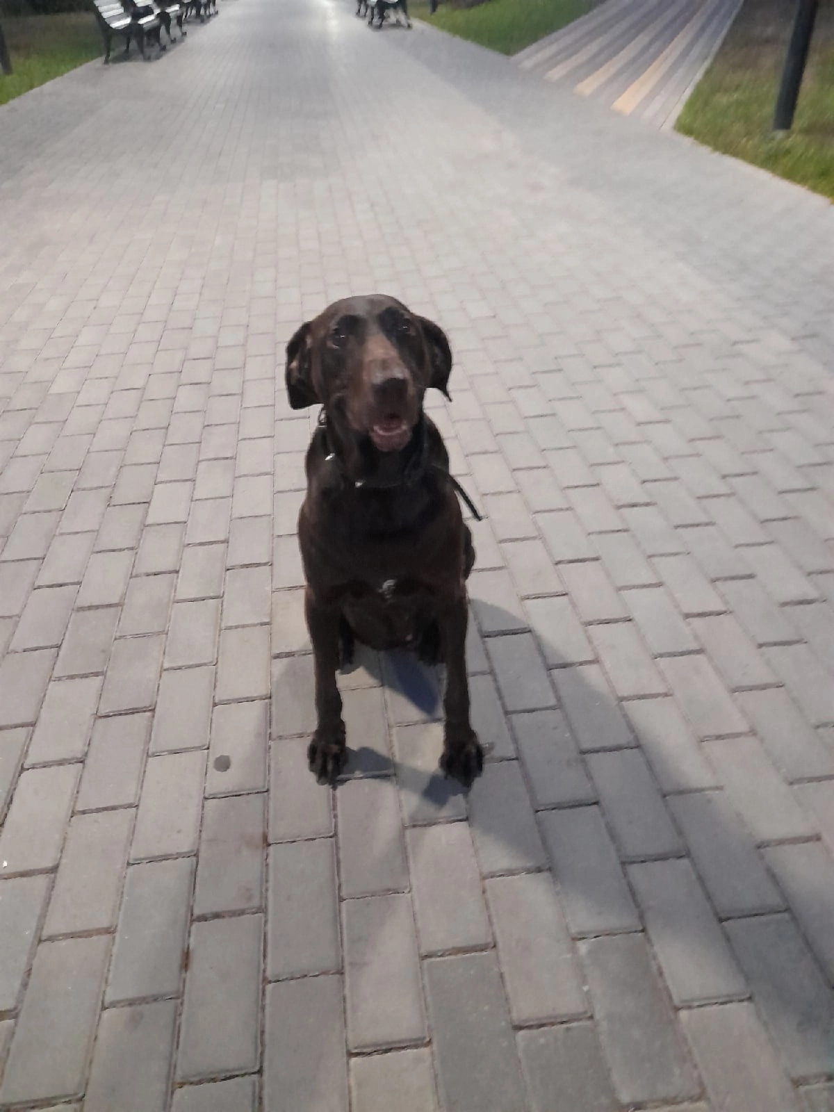 Разговор с умершей собакой