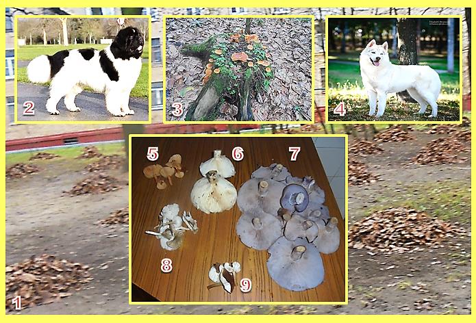 Ноябрь - ещё грибной месяц!