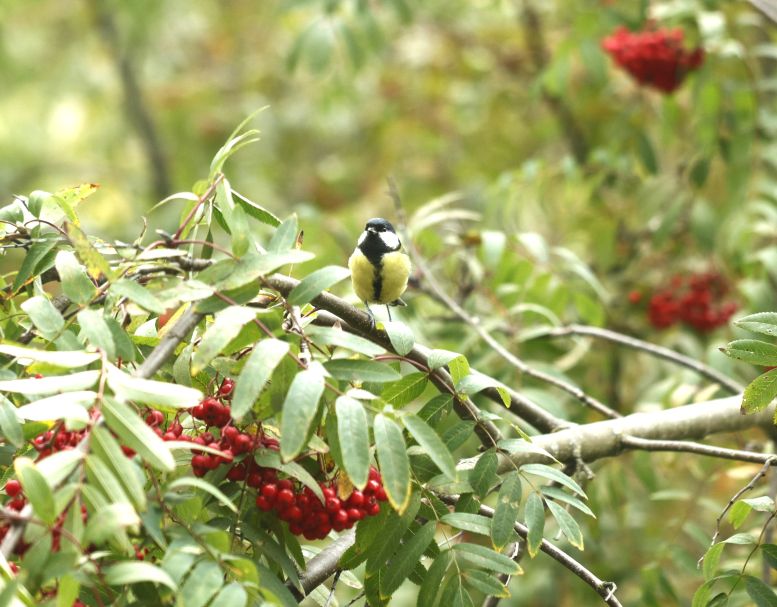 Синичек разговоры ласкают слух