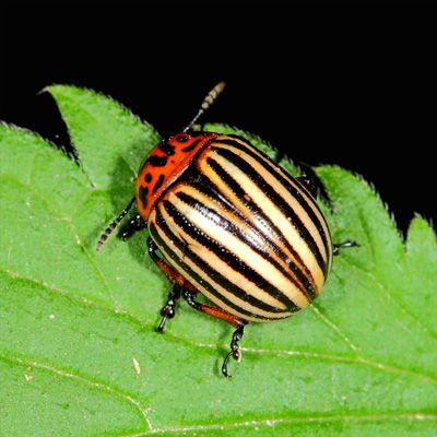 Тихие завоеватели