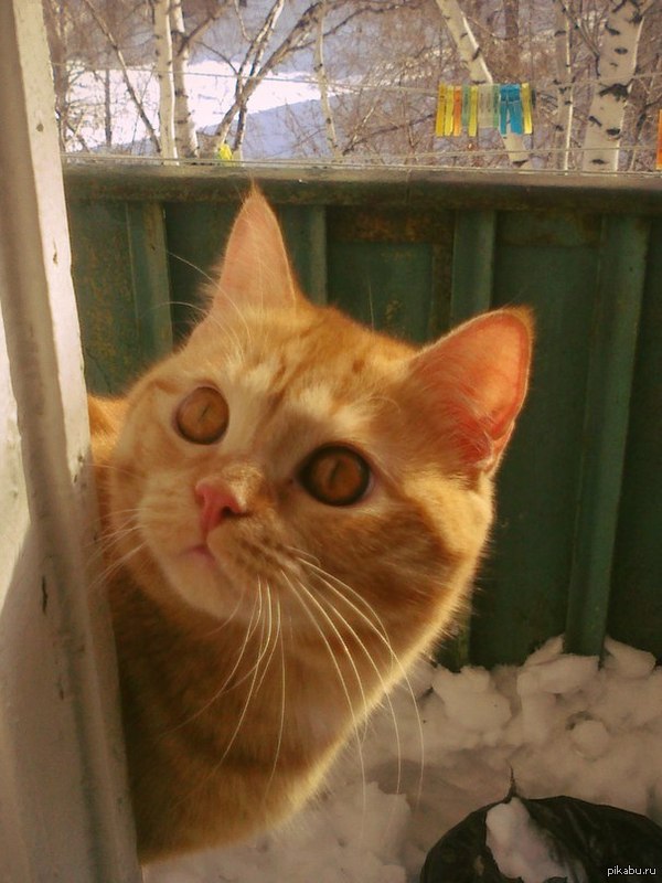 Анекдоты от кота Кузули. Ноябрь