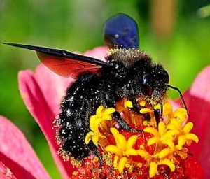 Шмель полигамный