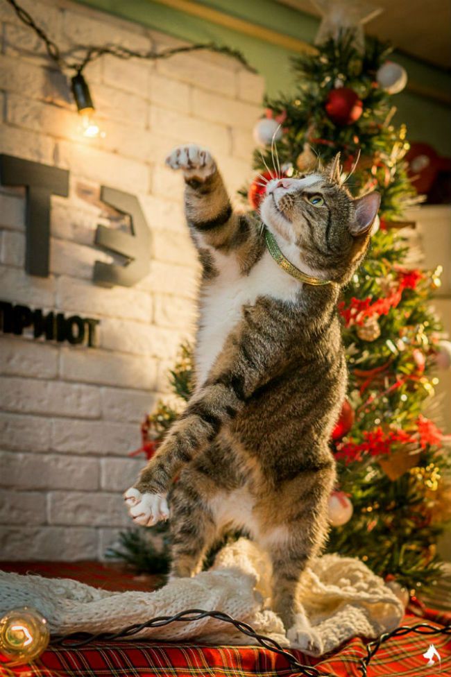 Украшаем ёлку