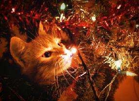 Как мы ёлку наряжали