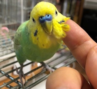 Петруша рядом 3