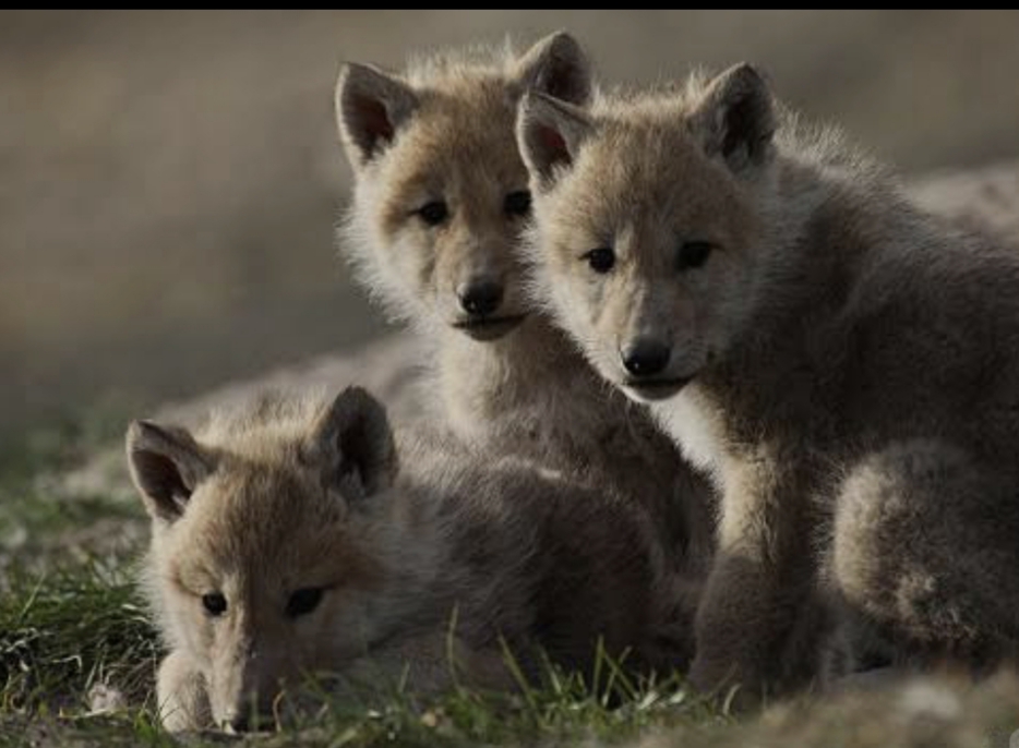 Три Волченка