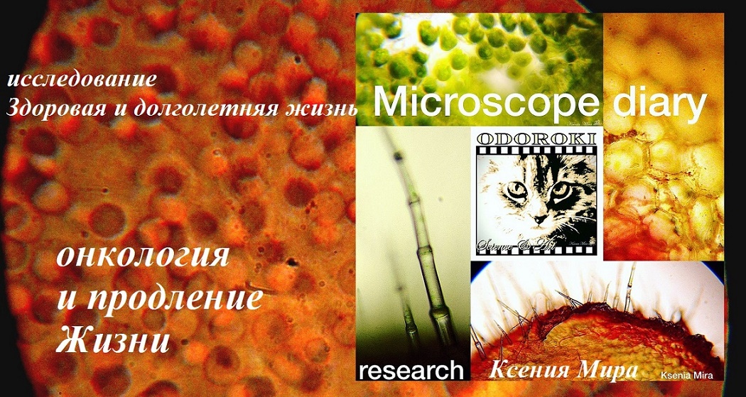 Онкология и продление Жизни. Здоровое долголетие