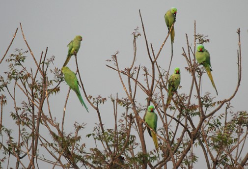Попугай из Баку