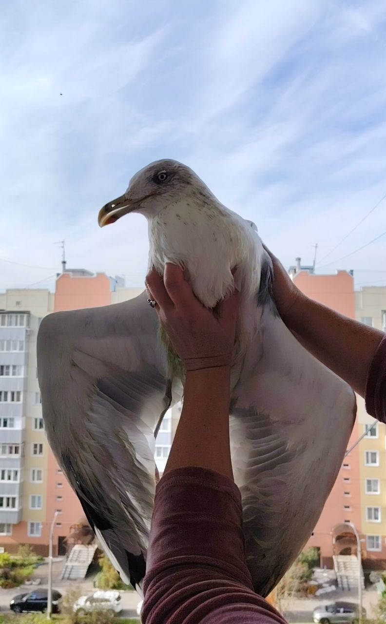 НеконтактныйЗоопарк илиЧайка по имениПтеродактиль